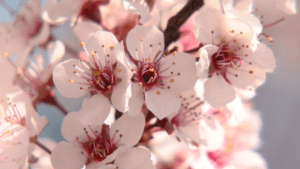 cherry-blossom