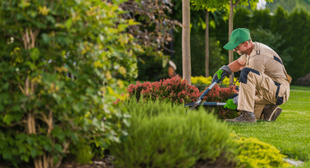Summer Landscaping Tips
