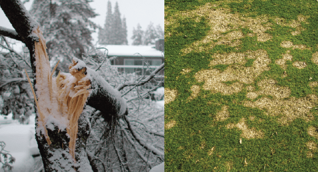 Landscaping Maintenance: Snow and Grass