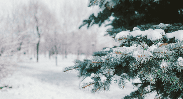 winter landscaping