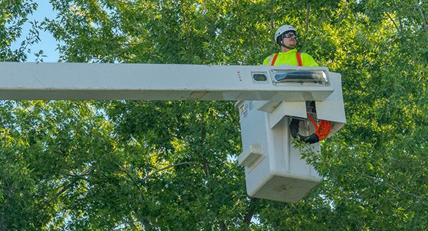 DCPS worker in a lift pruning trees